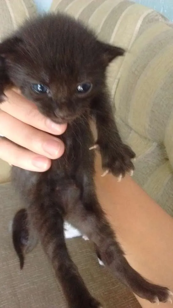 Gato ra a - idade  nome Recém nascidos