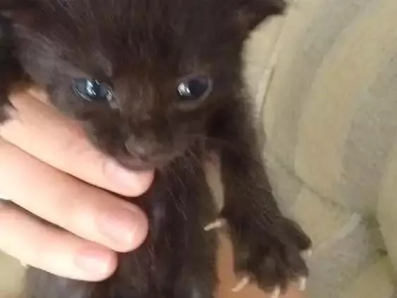 Gato ra a - idade  nome Recém nascidos