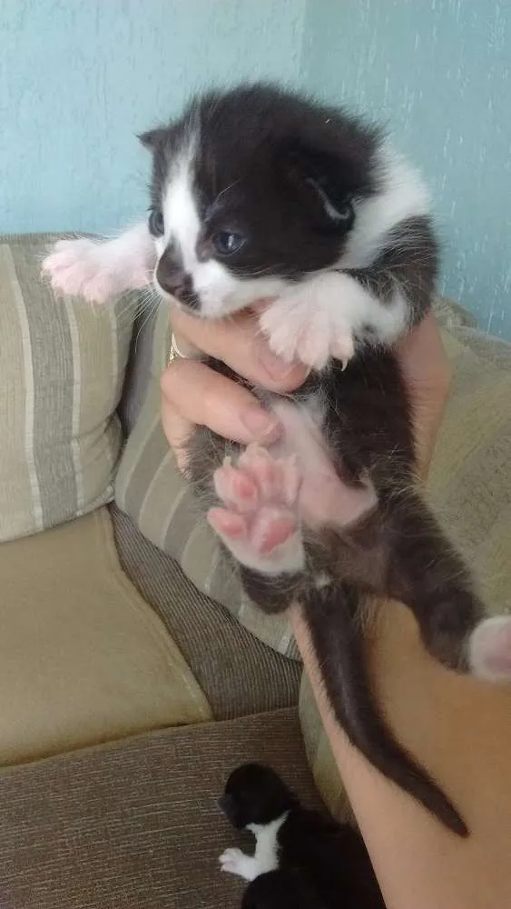 Gato ra a - idade  nome Recém nascidos
