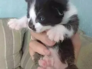 Gato raça - idade  nome Recém nascidos