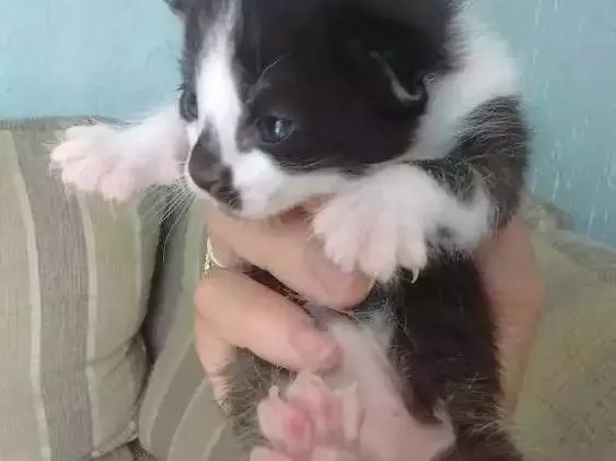 Gato ra a - idade  nome Recém nascidos