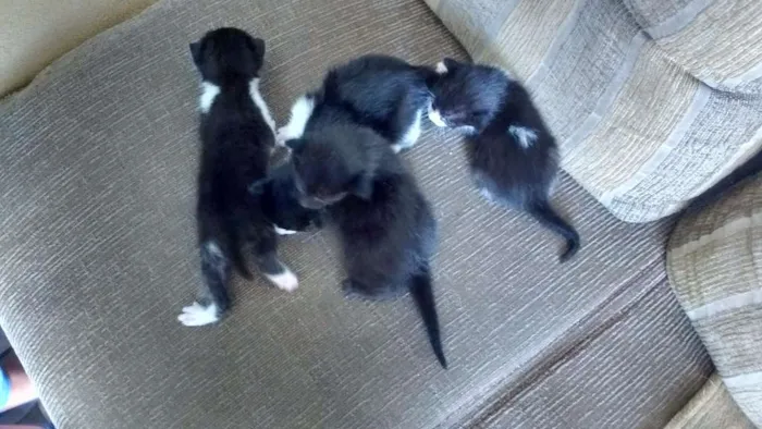 Gato ra a - idade  nome Recém nascidos