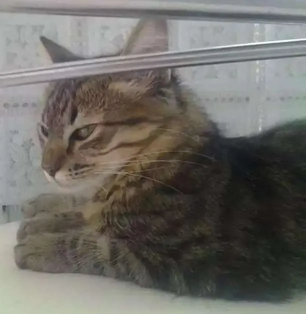 Gato ra a - idade 2 a 6 meses nome Não tem