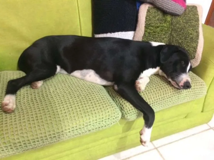 Cachorro ra a Sem raça idade 2 anos nome Astolfo e Lolita