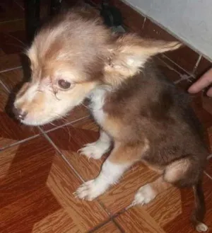 Cachorro raça Vira-lata idade 2 a 6 meses nome ***SEM NOME***