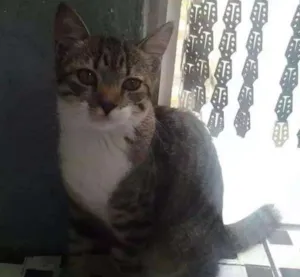 Gato raça  idade 2 a 6 meses nome Não têm