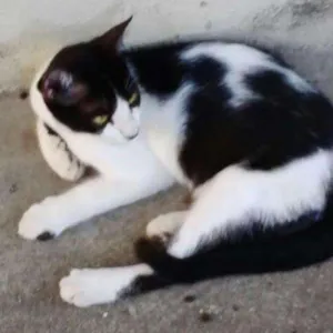 Gato raça RND idade 2 a 6 meses nome Malhado