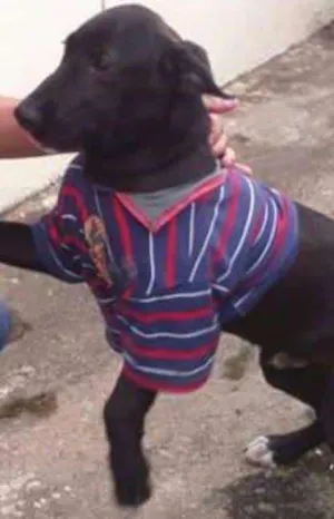 Cachorro raça RND. idade 7 a 11 meses nome SCOOBY