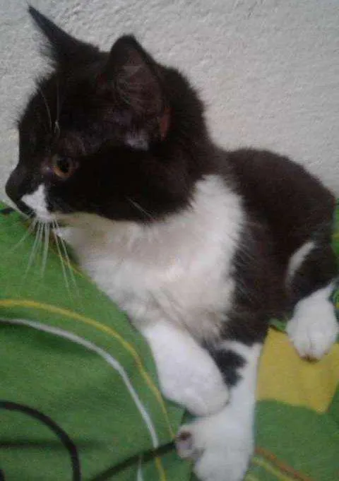 Gato ra a SRD idade 7 a 11 meses nome Maia