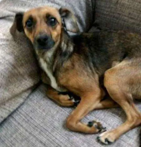 Cachorro ra a srd idade 1 ano nome Sem nome