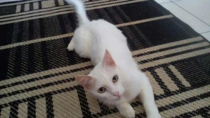 Gato ra a Mestiça <3 idade 3 anos nome Clara 