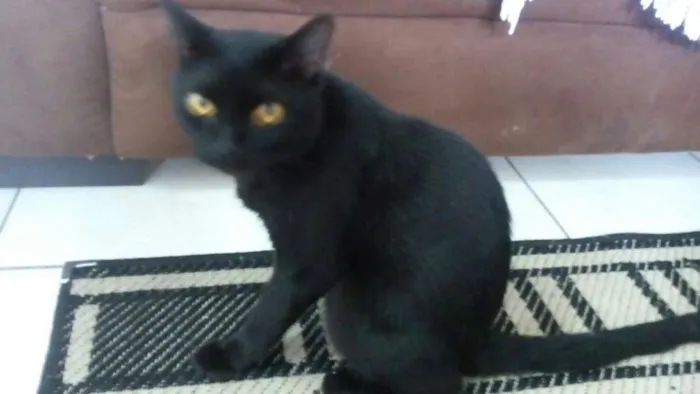 Gato ra a Mestiça <3 idade 3 anos nome Clara 