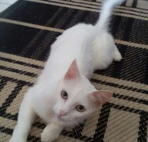 Gato ra a Mestiça <3 idade 3 anos nome Clara 