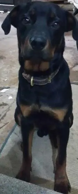 Cachorro raça Rottweiler idade 7 a 11 meses nome THOR