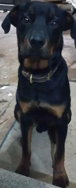 Cachorro ra a Rottweiler idade 7 a 11 meses nome THOR