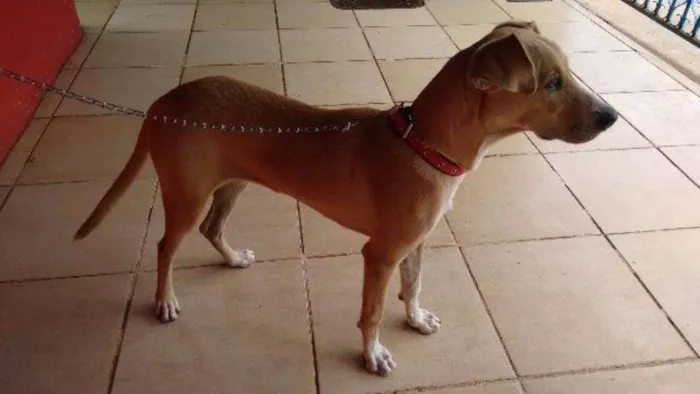 Cachorro ra a mestiço idade Abaixo de 2 meses nome Alvin