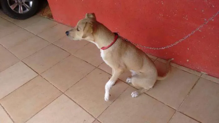 Cachorro ra a mestiço idade Abaixo de 2 meses nome Alvin