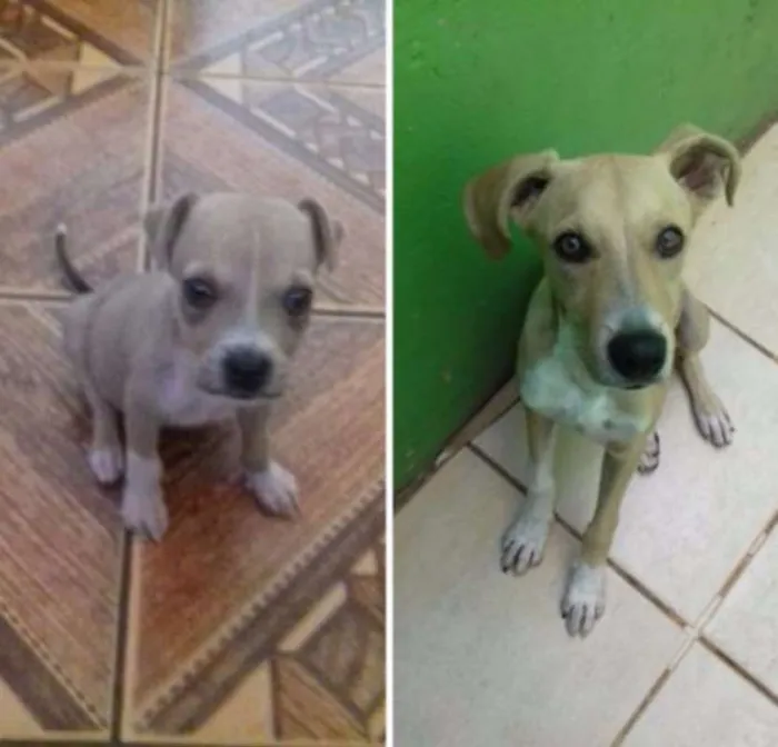 Cachorro ra a mestiço idade Abaixo de 2 meses nome Alvin