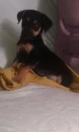Lolinha 