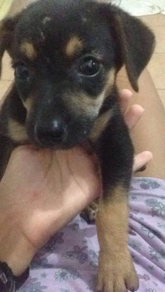 Cachorro ra a Vira lata  idade Abaixo de 2 meses nome Lolinha 