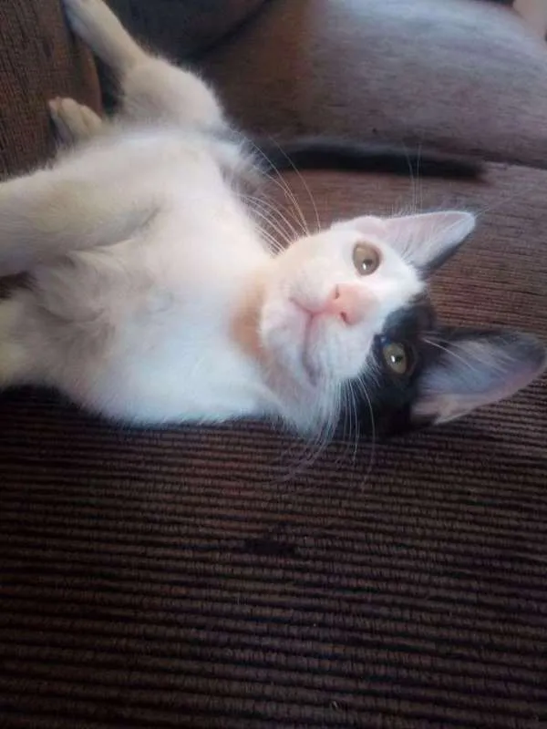 Gato ra a Indefinida idade 2 a 6 meses nome Pirata
