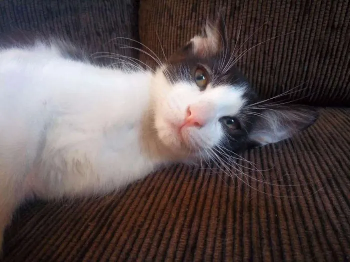 Gato ra a Indefinida idade 2 a 6 meses nome Mingau