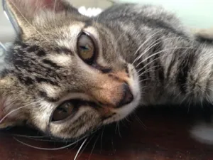 Gato raça SRD idade 7 a 11 meses nome Marlin