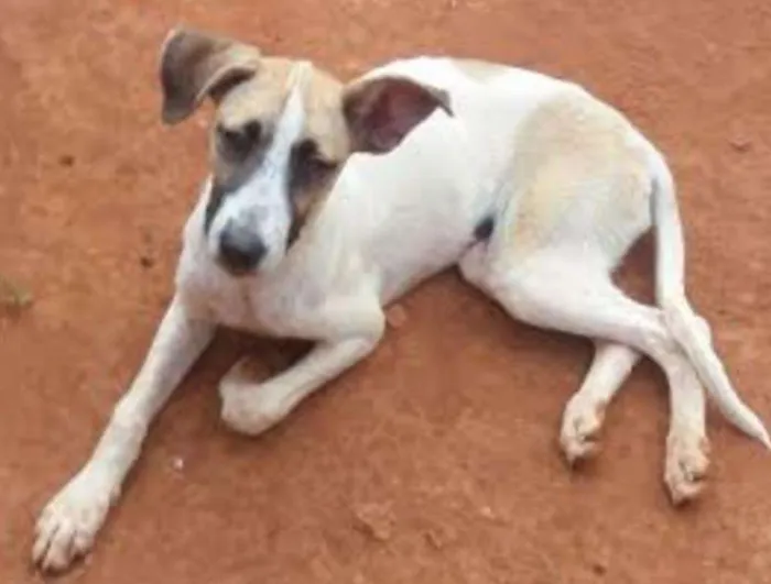 Cachorro ra a Vira Lata idade 2 a 6 meses nome Sem Nome
