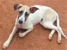 Cachorro raça Vira Lata idade 2 a 6 meses nome Sem Nome