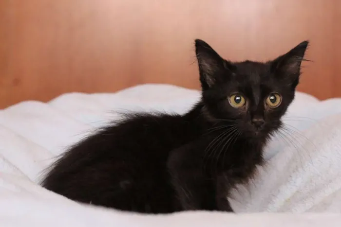 Gato ra a SRD idade 2 a 6 meses nome MAX