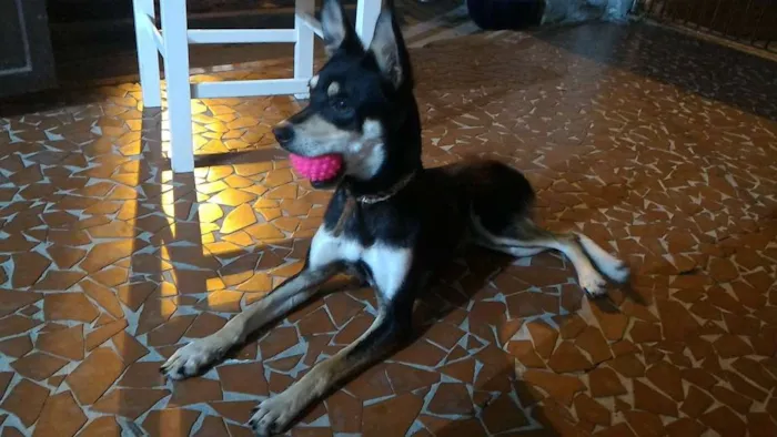 Cachorro ra a Vira lata idade 2 anos nome Niki