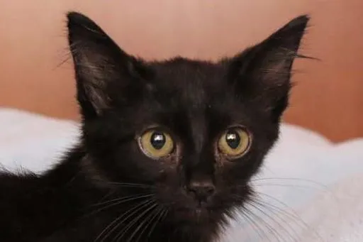 Gato ra a SRD idade 2 a 6 meses nome MAX