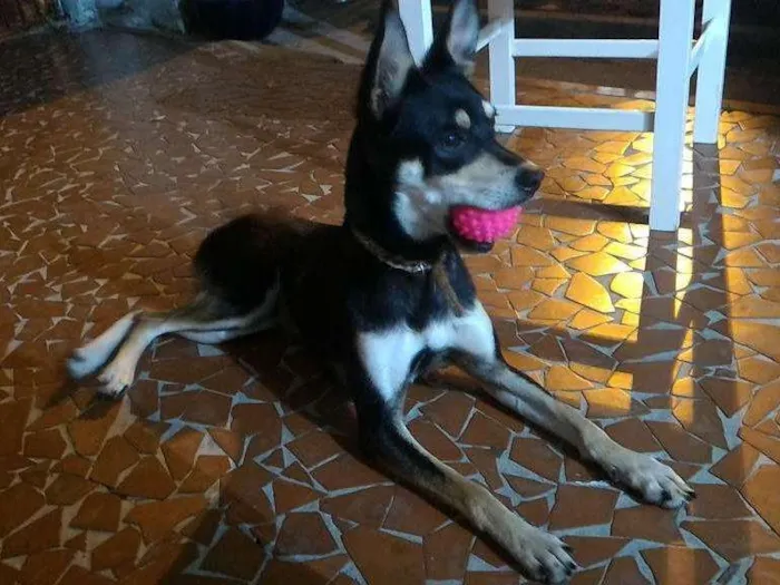 Cachorro ra a Vira lata idade 2 anos nome Niki