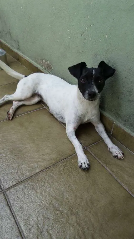 Cachorro ra a SRD idade 3 anos nome Vivi