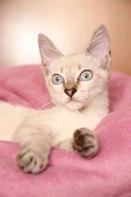 Gato ra a SRD idade 2 a 6 meses nome FRIDA