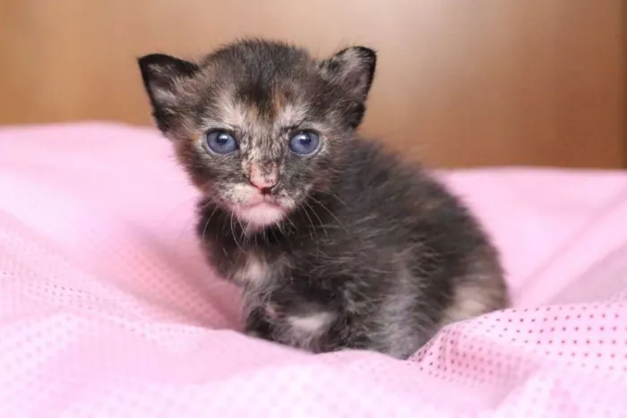 Gato ra a SRD idade Abaixo de 2 meses nome OLÍVIA
