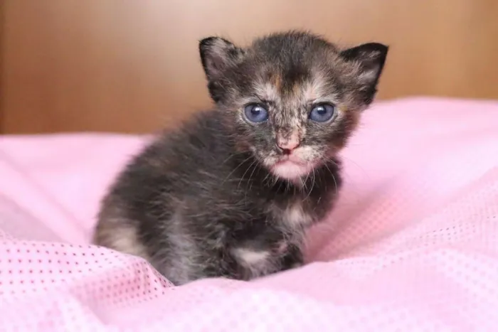 Gato ra a SRD idade Abaixo de 2 meses nome OLÍVIA