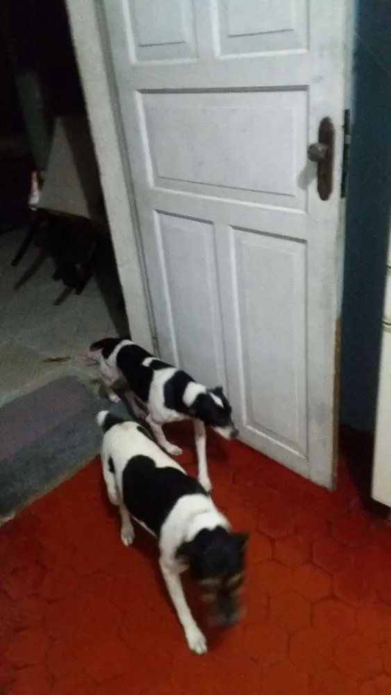 Cachorro ra a Viralata idade 1 ano nome Nina