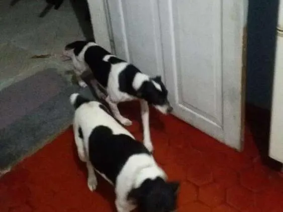 Cachorro ra a Viralata idade 1 ano nome Nina