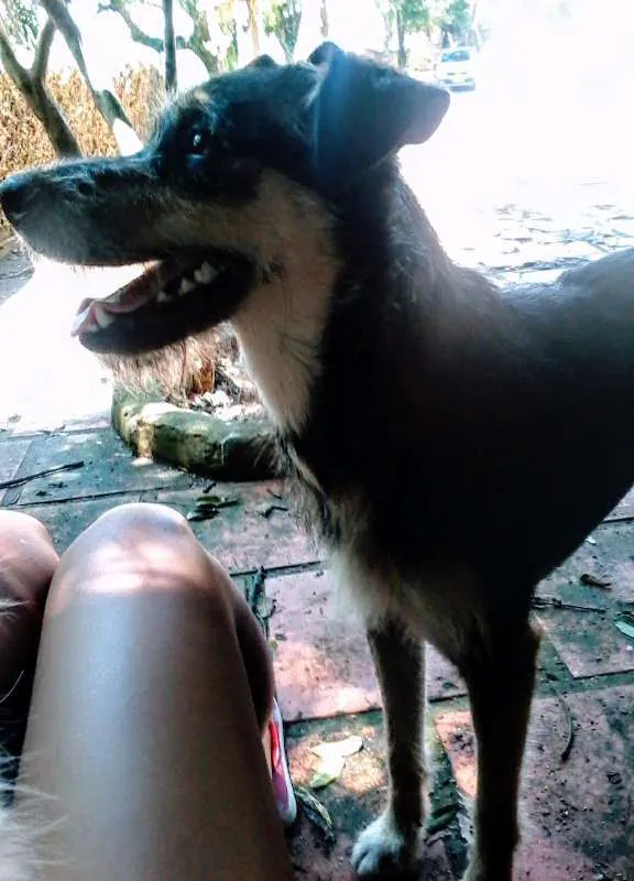 Cachorro ra a viralata idade 2 anos nome Bili