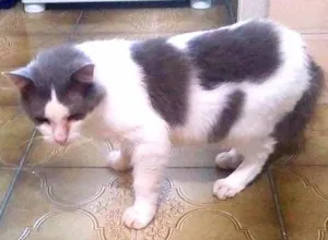 Gato raça  idade 6 ou mais anos nome Felicia