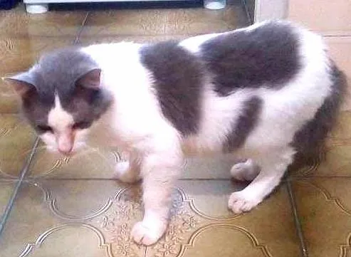 Gato ra a idade 6 ou mais anos nome Felicia
