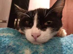 Gato raça  idade 2 a 6 meses nome Pretinha