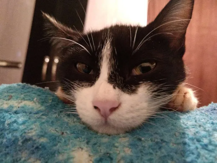 Gato ra a  idade 2 a 6 meses nome Pretinha