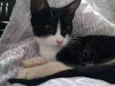 Pretinha