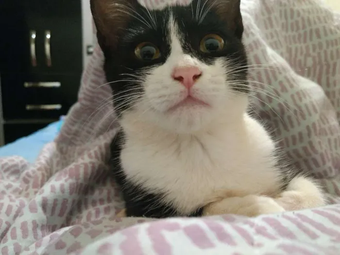 Gato ra a  idade 2 a 6 meses nome Pretinha