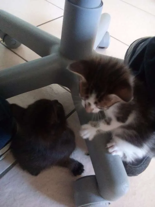 Gato raça Sem raça definida idade 2 a 6 meses nome Não têm nome