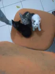 Não têm nome