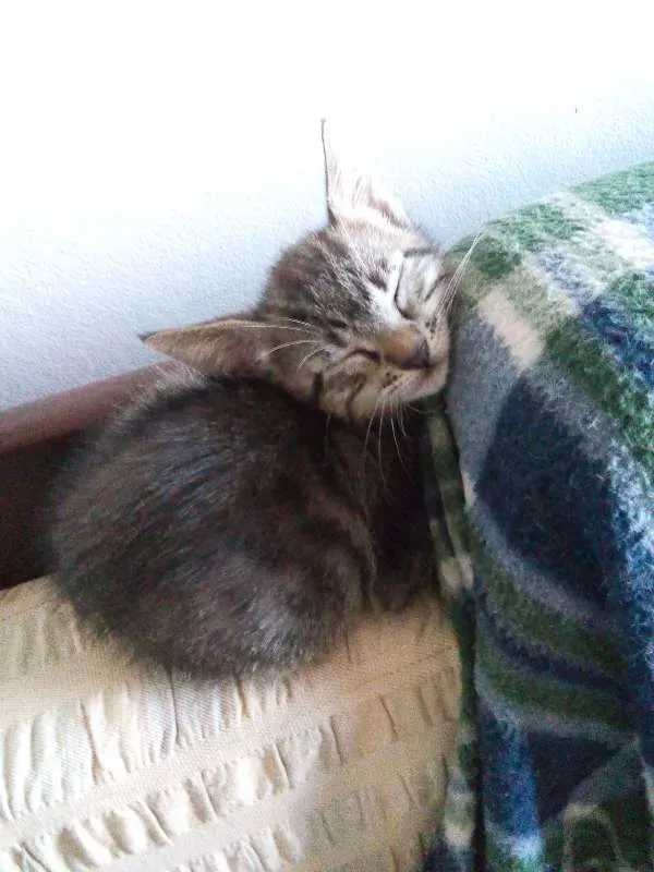 Gato raça Sem raça definida idade 2 a 6 meses nome Não têm nome