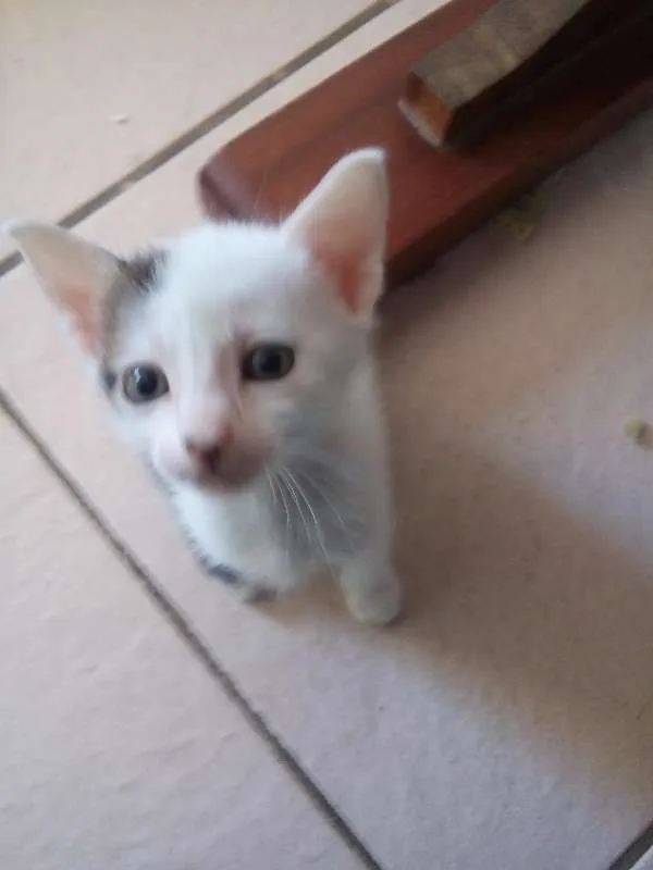 Gato raça Sem raça definida idade 2 a 6 meses nome Não têm nome